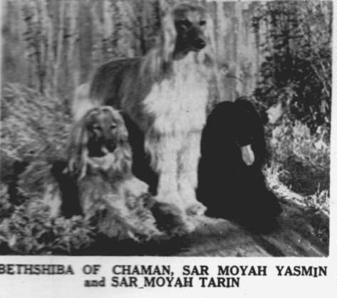 Bethshiba Chaman - Sar Moyah Yasmin - Sar Moyah Tarin - Sarymoyah Afghan Hound Times