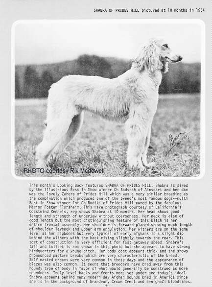 http://www.afghanhoundtimes.com Photo Shabra (of Prides Hill??)