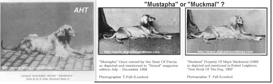 http://www.afghanhoundtimes.com photo confusion Shahzada or Shahzada
