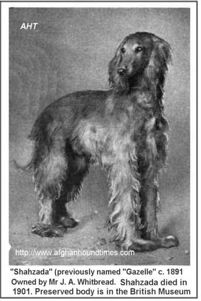  Early Afghan Hounds -  Shahzada