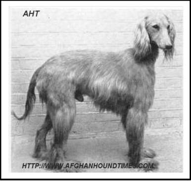  Early Afghan Hounds -  Shahzada