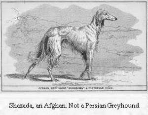 Shahzada - Illustration by R. H. Moore 1900