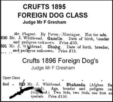 Early Afghan Hounds - Shahzada, Crufts 1895/1895