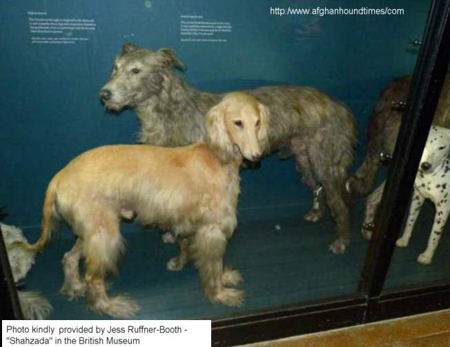 Early Afghan Hounds -  Shahzada, British Museum - Color Photo