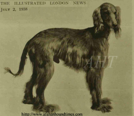  Early Afghan Hounds -  Shahzada