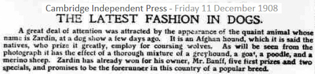 http://www.afghanhoundtimes.com Press Cuttings About Zardin Afghan Hound