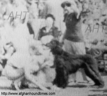 http://www.afghanhoundtimes.com PHOTO Sunny Shay Grandeur handling Turkuman Nissims Laurel 