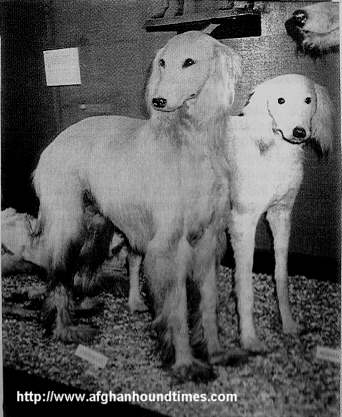 Afghan Hound Times photo - Shahzada and Moroo