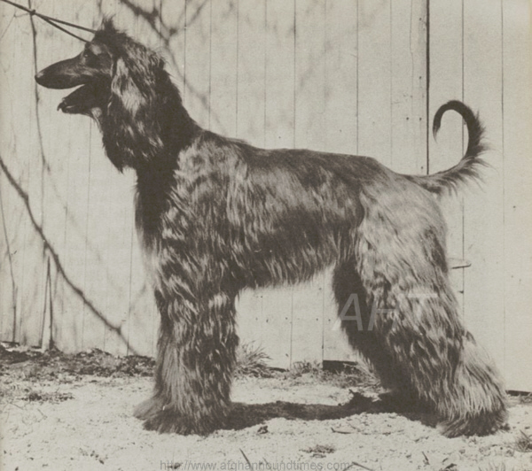 http://www.afghanhoundtimes.com PHOTO Photo of Shirkhan from Sunny Shay's Book