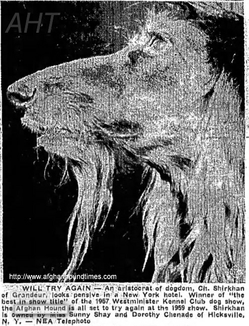http://www.afghanhoundtimes.com PHOTO Shirkhan Of Grandeur WKC 1957