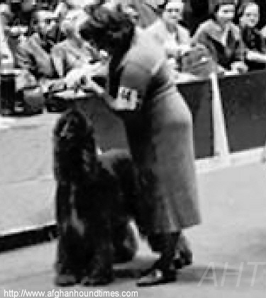 http://www.afghanhoundtimes.com PHOTO Shirkhan Of Grandeur BOB Westminster 1960