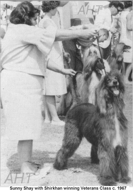 http://www.afghanhoundtimes.com PHOTO Shirkhan Of Grandeur winning Veterans class 1967