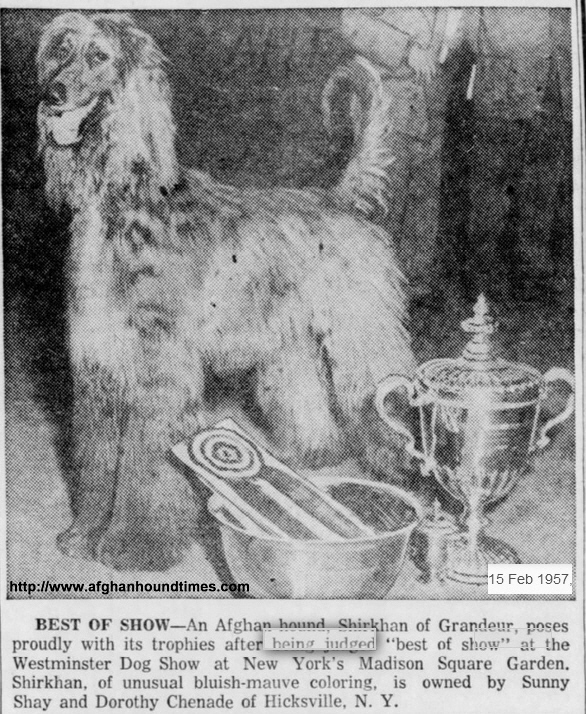 http://www.afghanhoundtimes.com PHOTO Shirkhan Of Grandeur WKC 1957