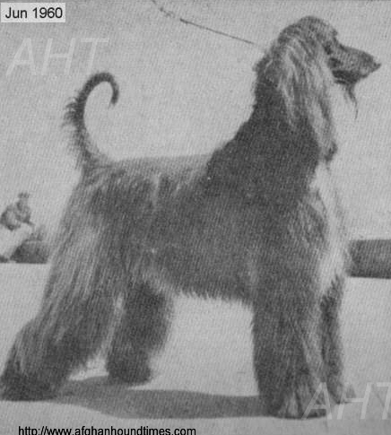 http://www.afghanhoundtimes.com PHOTO Shirkhan Of Grandeur 1960