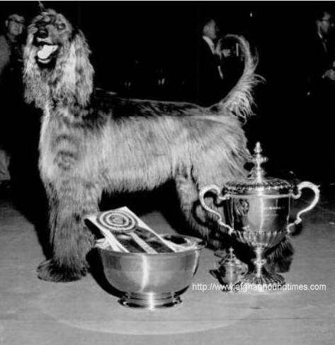 Afghan Hound Times - Photo Shirkhan Of Grandeur Westminser 1957