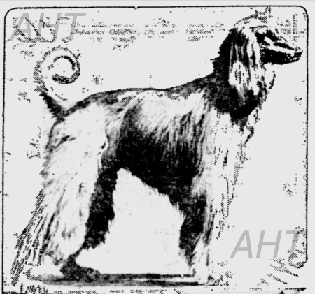 http://www.afghanhoundtimes.com The Ghazni Afghan Hounds of Maj. Mrs. Amps