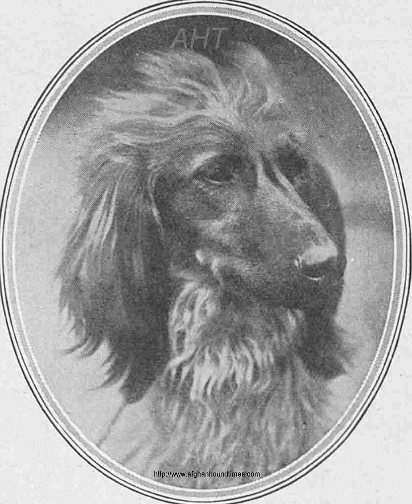 http://www.afghanhoundtimes.com PHOTO Ch Sirdar Of Ghazni from The Bystnder Magazine May 1929