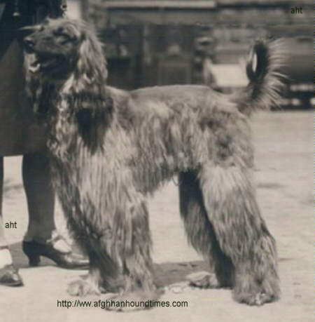 http://www.afghanhoundtimes.com The Ghazni Afghan Hounds of Maj. Mrs Amps