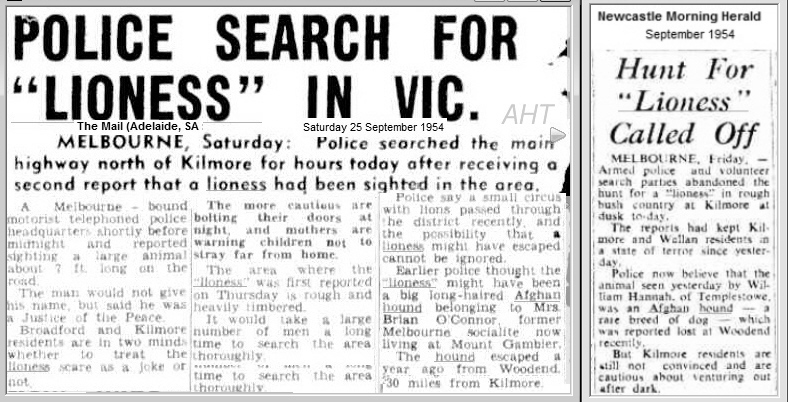 http://www.afghanhoundtimes.com STORY Afghan hound mistaken for a liness 1954 AustraliaHEIGHT=