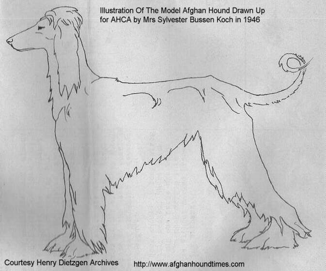 http;//www.afghanhoundtimes.com PHOTO Illustration AHCA 1946