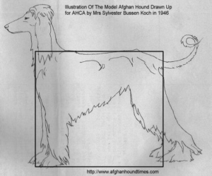http://www.afghanhoundtimes.com PHOTO Illustration AHCA standard