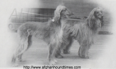 http://www.afghanhoundtimes.com PHOTO GAIDA (Susan -, Sirdar Of Ghazni daughter)