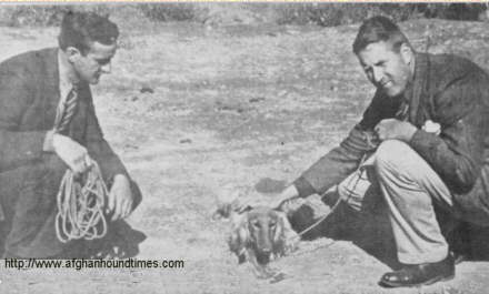 http://www.afghanhoundtimes.com PHOTO Tazi Of Beg Tute, Afghanistan 1934 with Mr George Taggart and Laurence Peters