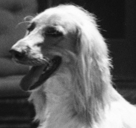 http://www.afghanhoundtimes.com PHOTO Khan Of Kuhasn owned by N R Hitchock