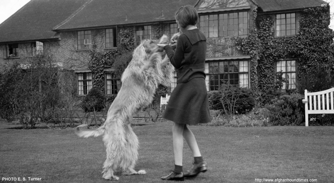 http://www.afghanhoundtimes.com PHOTO Khan Of Uhksan playing with Amy Hitchcock