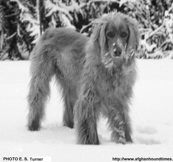 http://www.afghanhoundtimes.com PHOTO Khan Of Kuhsan in the snow 1939/40