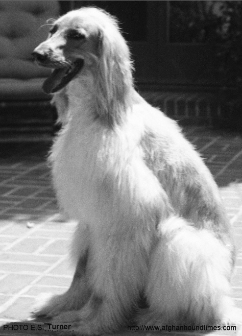 http://www.afghanhoundtimes.com PHOTO Khan Of Kuhsan
