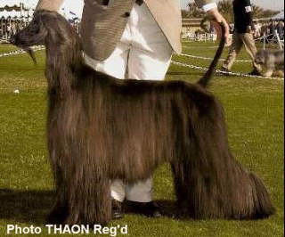 http://www.afghanhoundtimes.com Thaons Travetine 2007 National Speciaity BOB Winner