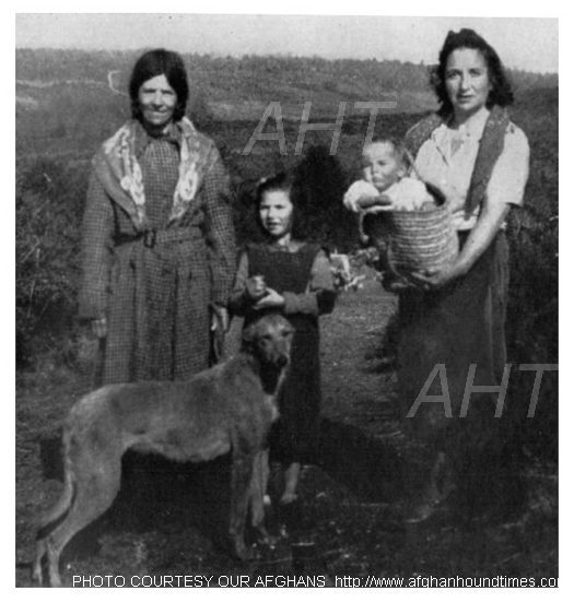 http://www.afghanhoundtimes PHOTO Turkuman 1940's