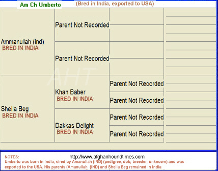 Afghan Hound Times, India Article, Umberto born in UK