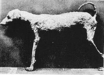 Afghan Hound Times History - Mummified Dog - Egyptology