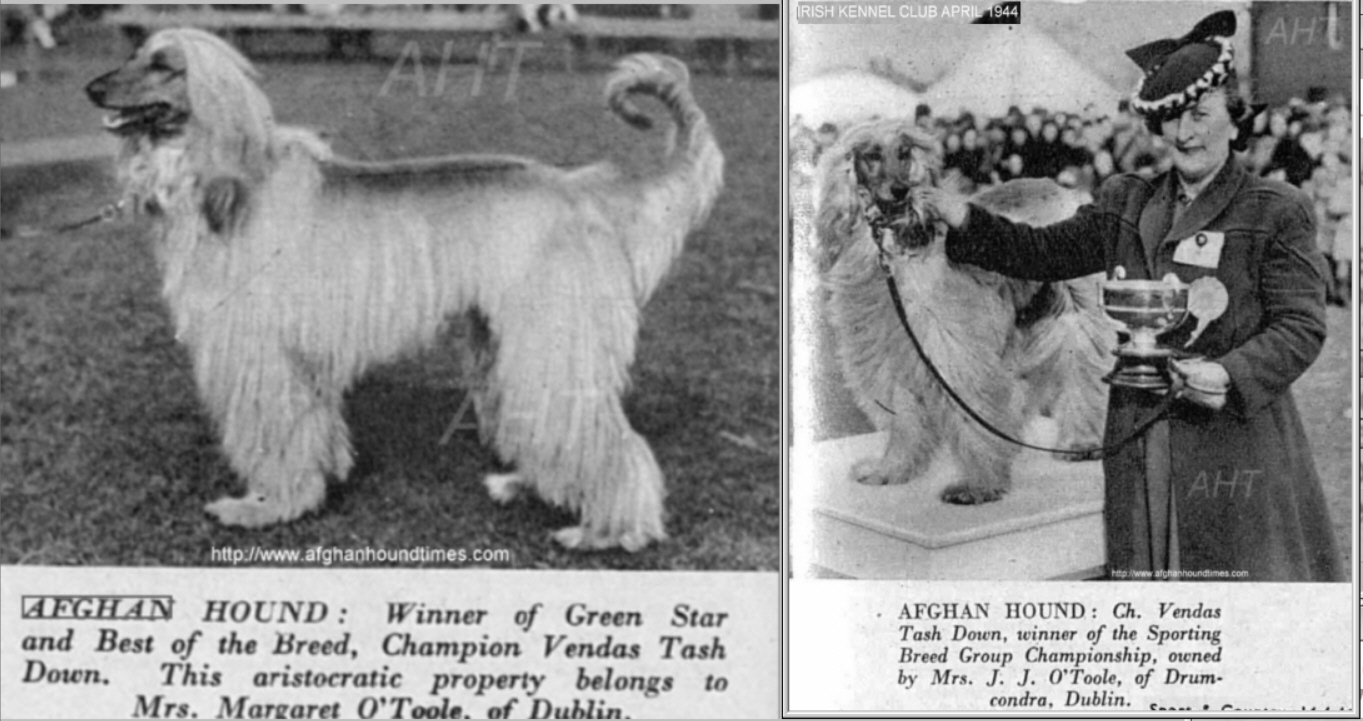 http://www.afghanhoundtimes.com Vendas Tash Down photo 1944