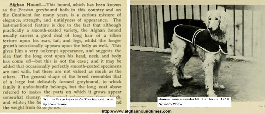 Afghan Hound, Vero Shaw 1913, Encylopedia of the Kennel