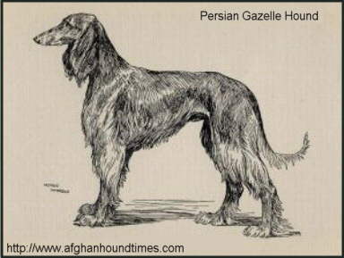Early Afghan Hounds, Illustration of Shahzada by Arthur Wardle