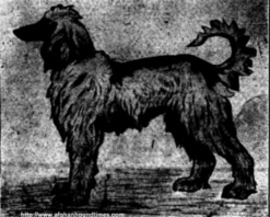 http://www.afghanhoundtimes.com PHOTO Zardin painting by Wardle