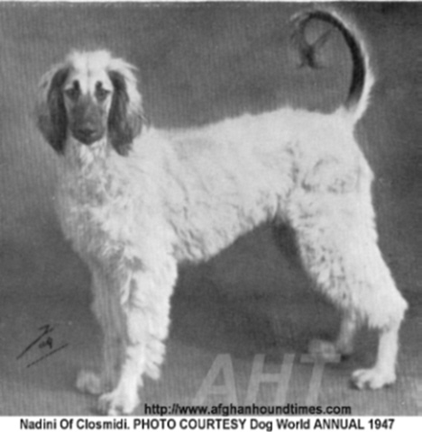 http://www.afghanhoundtimes.com PHOTO Nadini Of Closmidi