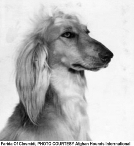 http://www.afghanhoundtimes.com PHOTO Farida of Closmidi