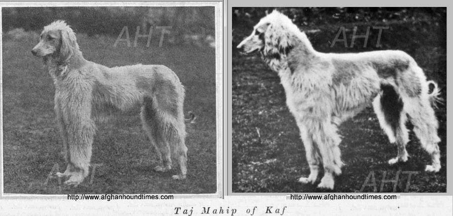 http://www.afghanhoundtimes.com Various Wyke/Kaf Afghan hound photos