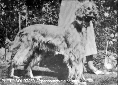 http://www.afghanhoundtimes.com Various Wyke/Kaf Afghan hound photos
