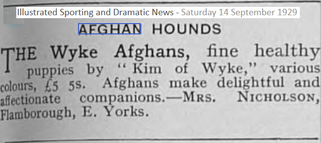 http://www.afghanhoundtimes.com WYKE Afghans hounds advert