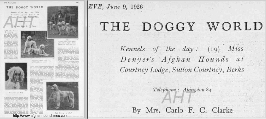 http://www.afghanhoundtimes.com KAF Afghan Hounds, ADVERT 1926 HEIGHT=