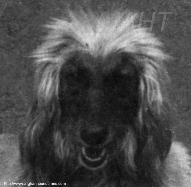 http://www.afghanhoundtimes.com Photo Zardin