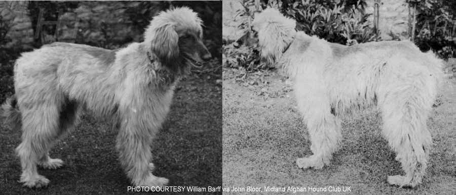 http://www.afghanhoundtimes.com Photo Zardin