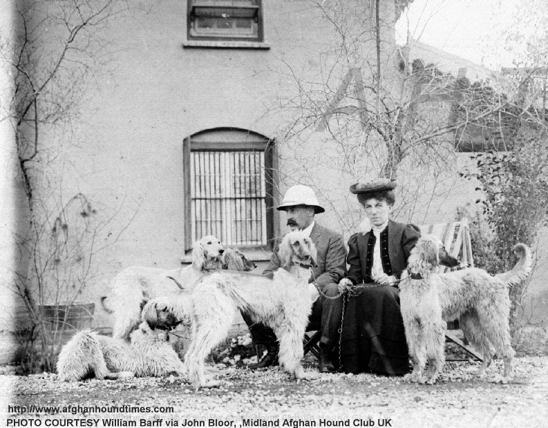 http://www.afghanhoundtimes.com Photo Zardin