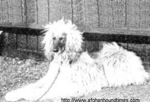 http:/www.afghanhoundtimes.com Photo Zardin 1918 Vanity Fair Magazine