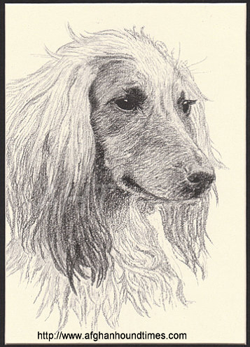 http://www.afghanhoundtimes.com Sketch Zandi Of Enriallic by Wardle 1935